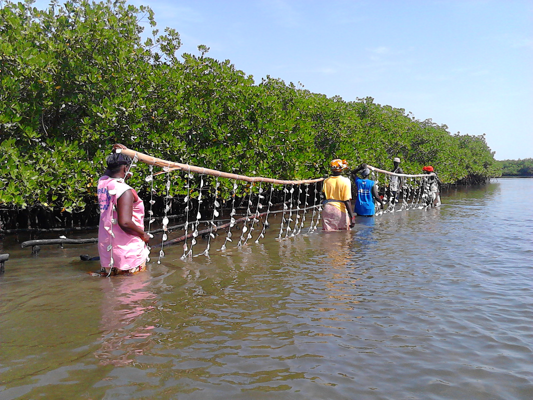 L'ostréiculture une activité génératrice de revenus et conservatrice de la mangrove